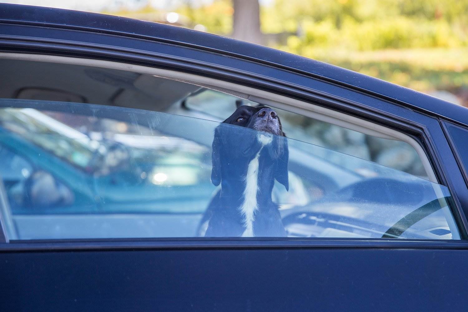 is it legal to keep a dog in a car